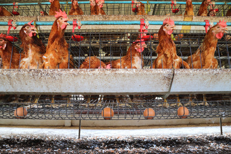 Chicken farm business with high farming and using technology on farmingの写真素材