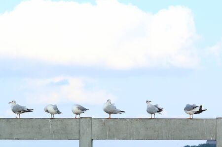 Seagulls standing on concrete bridge at Bang Poo, Thailandの写真素材