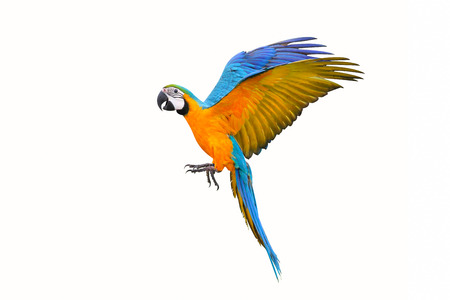 Colorful flying parrot isolated on whiteの写真素材