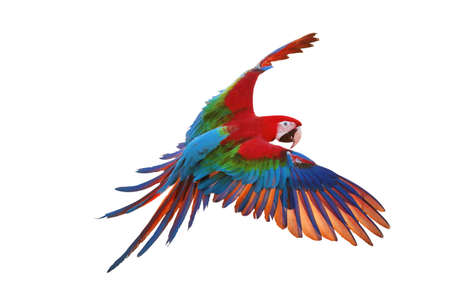 Colorful flying macaw parrot isolated on white