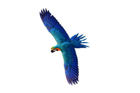 Beautiful macaw parrot flying isolated on white
