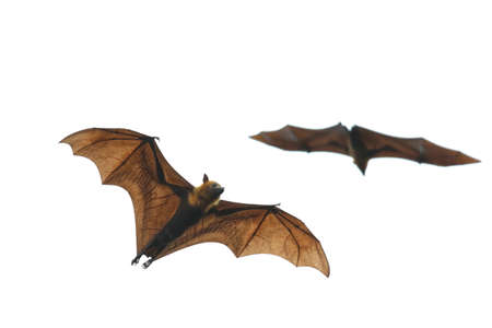 Bat flying on white background.Lyle's flying fox