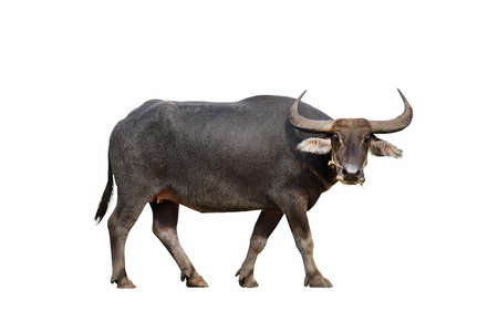 River buffalo isolated on white background.の写真素材