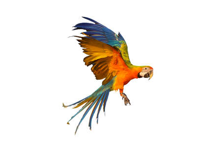 Catalina parrot flying isolated on whiteの写真素材