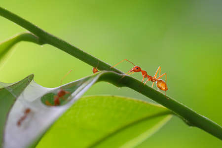 Red ant (Oecophylla smaragdina),Action of ant on a green leaves.