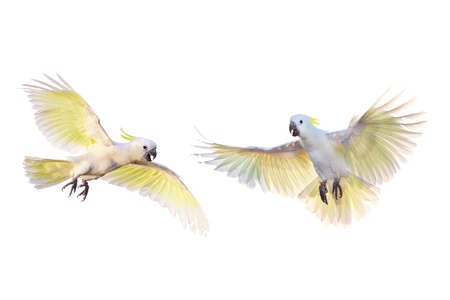 Beautiful cockatoo parrot isolated on white.の写真素材