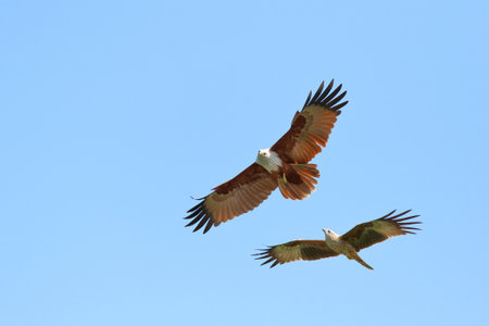 Couple of bird Brahminy kite (Haliastur indus) flying in the sky.の写真素材