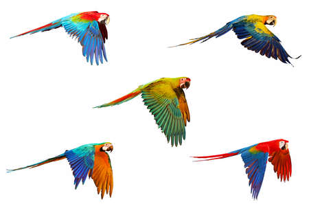 Set of Macaw parrot isolated on white.