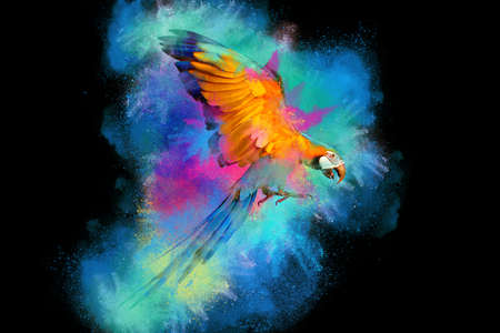 Colorful powder explosion with Macaw parrot flying isolated on black background.