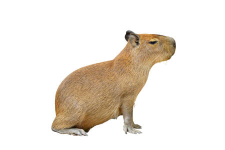 Capybara isolated on white background.の写真素材