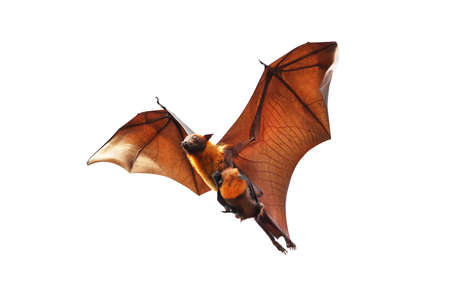 Bat and baby bats flying isolated on white background."Lyle's flying fox"の写真素材