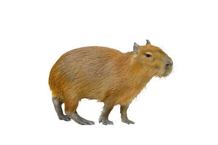 Capybara isolated on white background.の写真素材