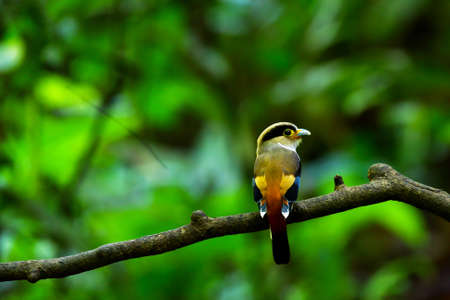 Colorful Silver-breasted broadbill bird perched on a tree branch.の写真素材