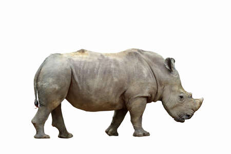 Formidable of rhinoceros isolated on white background.の写真素材