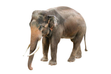 Elephant isolated on white backgroundの写真素材