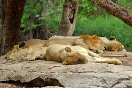 Lion resting in the afternoon, Animal backgroundの写真素材