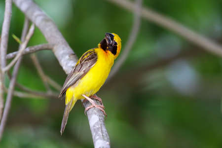 Beautiful Asian golden weaver perched on a branch.の写真素材