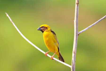 Beautiful Asian golden weaver perched on a branch.の写真素材