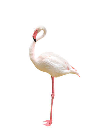 Beautiful flamingo isolated on white background.の写真素材