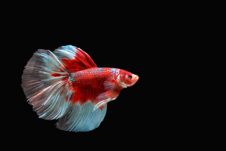 Betta fish, Siamese fighting fish isolated on black background, Colorful animal