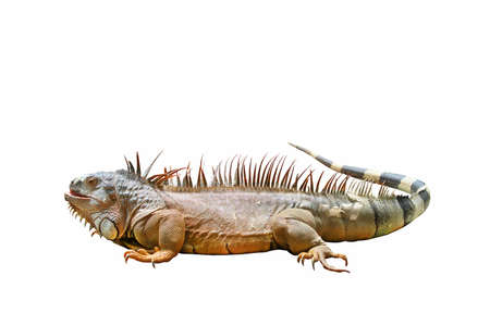Beautiful iguana isolated on white background.の写真素材