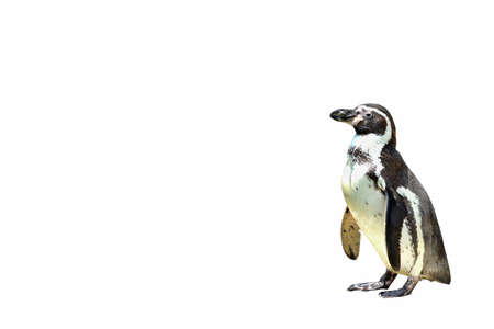 Penguin isolated on white background.の写真素材