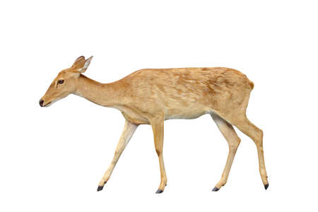 Brow-antlered deer isolated on white background.の写真素材