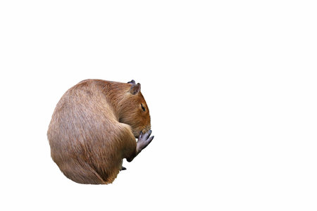Capybara isolated on white background.の写真素材