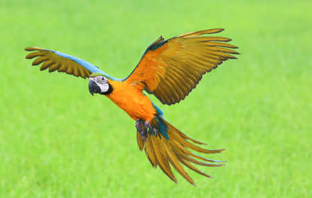 Colorful macaw parrot flying over the rice fields.