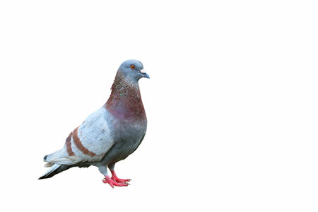 Pigeon standing isolated on white background.の写真素材
