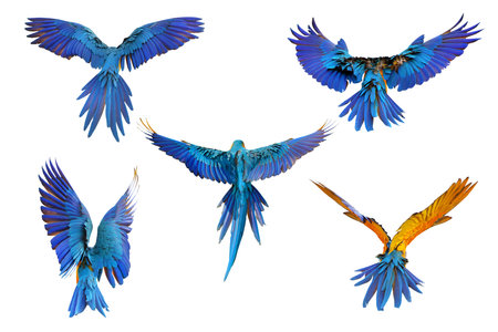 Colorful feathers on the back of macaw parrot. Set of Blue and gold macaw parrot.の写真素材