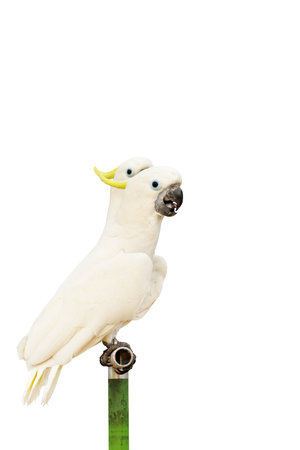 Beautiful Cockatoo parrot isolated on white background.の写真素材
