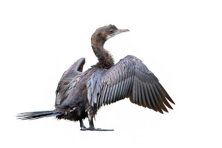 Cormorant spreading its wings isolated on white background.