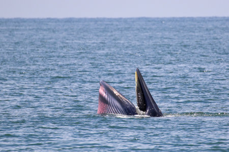 Brydeâs whale forage small fish in the gulf of Thailand.の写真素材