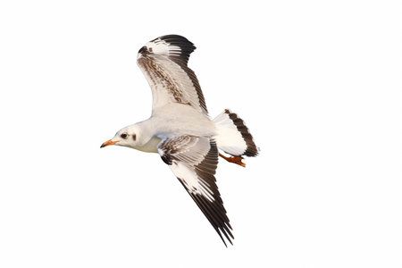 Beautiful seagull flying isolated on white background.の写真素材