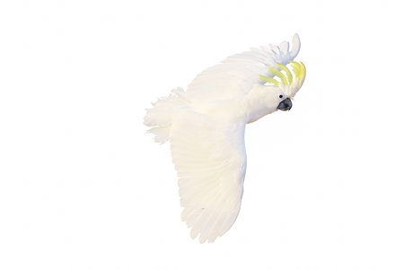 Beautiful cockatoo parrot flying isolated on white background.の写真素材