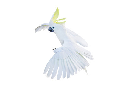 Beautiful cockatoo parrot flying isolated on white background.の写真素材