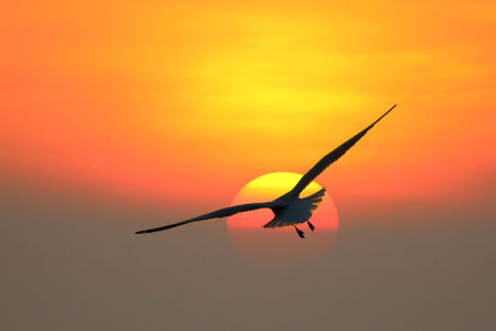 Beautiful Seagull flying in the sky during sunset.の写真素材