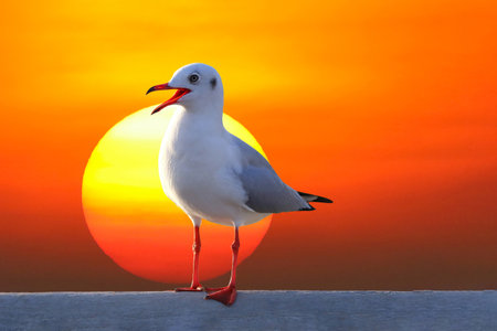 Seagull is standing at the cement bridge during sunset.の写真素材