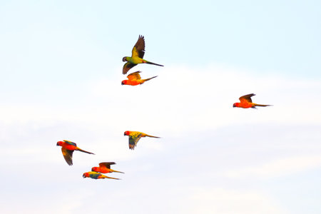 Colorful small of parrots flying in the sky.の写真素材
