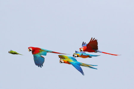 Colorful parrots flying in the sky, Freedom concept