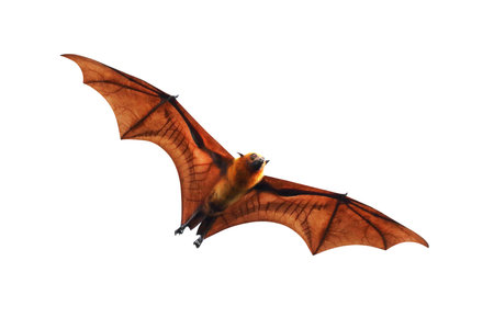 Bat flying isolated on white background.Lyle's flying fox
