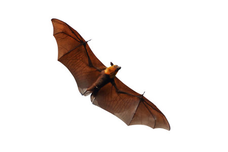 Bat flying isolated on white background. Lyle's flying fox