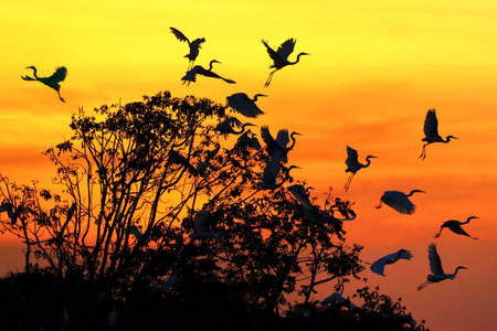 Silhouette of egret flying at sunset.の写真素材