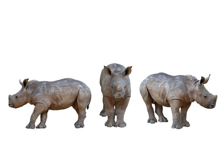 Baby white rhinoceros isolated on white background.の写真素材