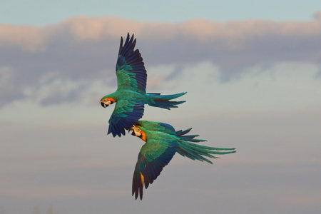 Flying parrots play happily in the sky.