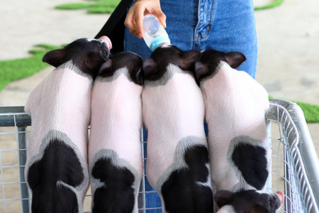 A girl hand feeding miniature pig. Cute animal