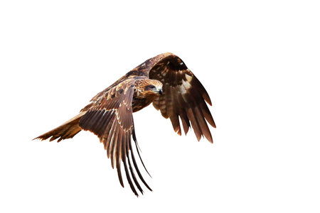 Black kite flying isolated on white background.