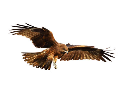 Birds of prey Black kite (Milvus migrans) flying isolated on a white background.
