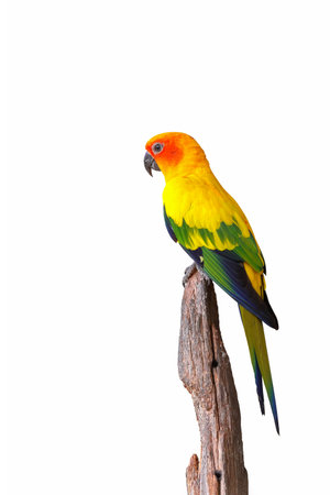 Colorful Sun conure parrot isolated on white background. Clipping path